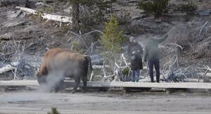 Vídeo registra momento em que casal ignora o perigo e se aproxima de búfalo selvagem para tirar selfie