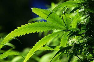 Se aprueba uso legal de cannabis con fines terapéuticos