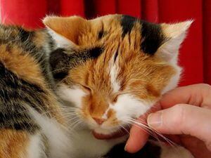 Comportamento animal: gatos ficaram mais afetuosos e dependentes por conta do confinamento