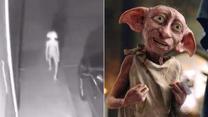 É você, Dobby? Especialistas desvendam vídeo que capturou criatura estranha com teoria bizarra