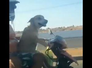 Vídeo de cachorro dirigindo moto com dois homens na garupa se torna viral nas redes sociais