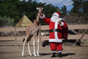 ¡Llegó la Navidad al Zoo! Leones, jirafas y demás inquilinos reciben regalos