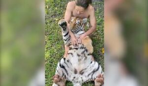 VÍDEO: tigre gigante tem reação incrível enquanto cuidador faz 'cócegas' em sua barriga