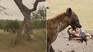 Vídeo de ataque de hiena contra leopardo se torna viral nas redes sociais