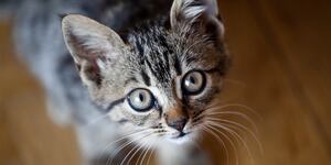 Gato mata a su amo con un mordisco y una bacteria que tomó 4 años para llevarlo a la tumba