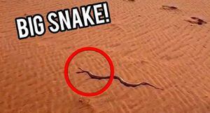 Vídeo mostra momento curioso de cobra se coçando mesmo sem braços ou pernas