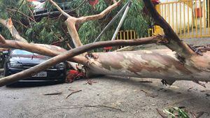 Corpo de Bombeiros registra mais de 100 quedas de árvore nesta quarta-feira, além de desabamentos e enchentes