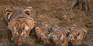 Vídeo que flagra família de tigres bebendo água em rio se torna viral no Twitter