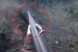 Vídeo registra ataque de javali à caçadora que tentava acertá-lo com um rifle; assista