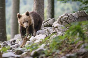 EN IMÁGENES. Los eslovenos están dejando de cazar osos y empiezan a convivir con ellos