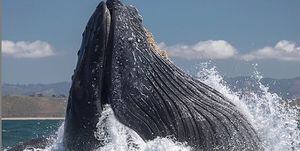 Fotógrafo captura momento em que um leão-marinho acaba preso por baleia jubarte quando se alimentavam