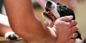 Impactante maltrato animal en España: hombre le cortó las cuerdas vocales a 34 perros