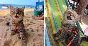 Gato fica extremamente feliz quando vai à praia e fotos viralizam