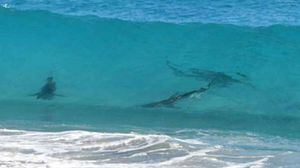 Tiburones se adueñan de las playas de Cancún desiertas por pandemia de la COVID-19