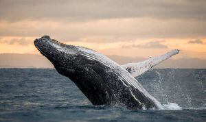 Una ballena jorobada hiere con la cola y aleta a dos nadadoras que la observaban