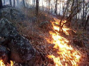 Autoridades combaten 25 incendios forestales activos