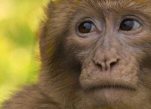 Descubre por qué un mono macaco es clave para combatir el covid-19