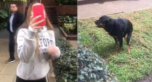 #LadyPopo: Se burlan de "gomela" que no recogió excremento de su perro en Bogotá