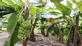 Los plátanos se enfrentan a su propia pandemia, que podría llevar a su extinción