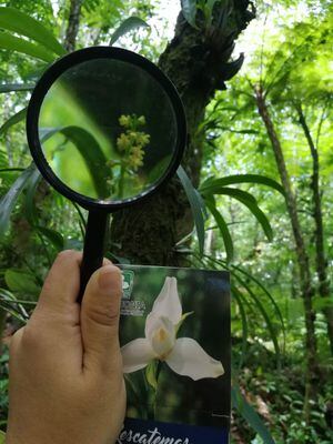 Orquídeas milimétricas y mariposas transparentes: unos secretos que guarda Orquigonia