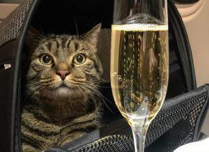 Hombre metió a gato de polizón en un vuelo y recibió un fuerte castigo