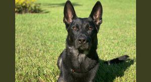 “Dio su vida para salvar a otros”: sospechosos de asesinato mataron a balazos a un perro policía que los perseguía para capturarlos