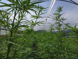 Gobierno se compromete a agilizar trámites de licencias de cannabis medicinal