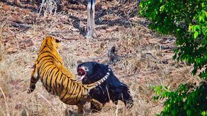 Vídeo: luta brutal entre tigre e ursa que defende o filhote é registrada na Índia