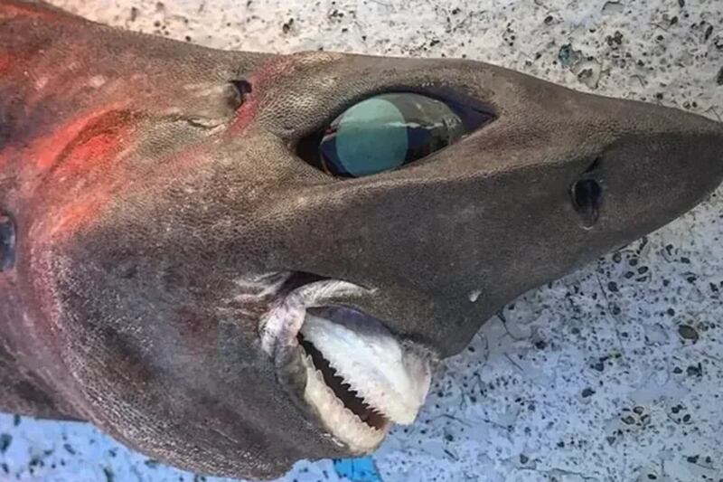 Encuentran extraño tiburón en aguas de Australia que parece “sacado de una pesadilla”