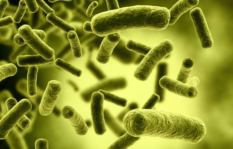 La bacteria puede estar en comidas que solo tienen horas de cocción.| Foto: Referencial