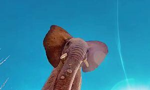 Así reaccionó un elefante al encontrar un iPhone con la cámara encendida