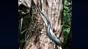 Vídeo flagra incrível habilidade de serpente para 'escalar' árvore