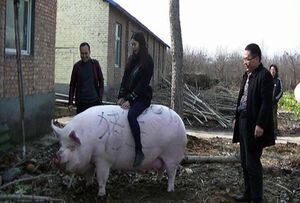 Crían cerdos gigantes en China para combatir la escasez de carne