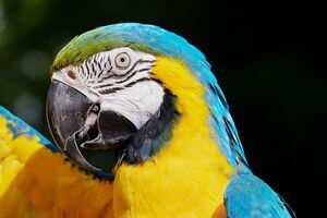 Papagaios são colocados de castigo em zoo por xingarem os clientes