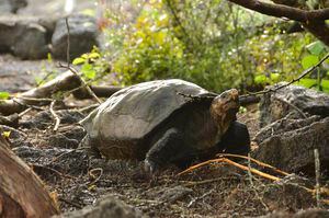 “Puede haber esperanza”: por qué es tan importante el descubrimiento en Galápagos de una tortuga gigante que se creyó extinta hace 100 años