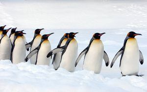 Exilio o muerte: el trágico destino para el pingüino rey a causa del cambio climático