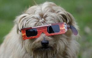 ¿Qué cuidados hay que tener con tus perros y gatos durante el eclipse solar?