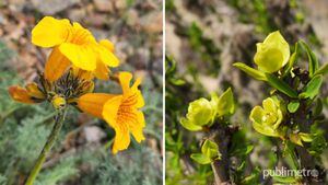 Primeras flores dan la bienvenida al Desierto Florido 2022: la paradójica cara del desierto más árido del mundo