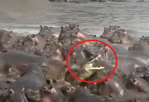 Vídeo impactante mostra ataque brutal contra crocodilo que entrou em território de hipopótamos; assista