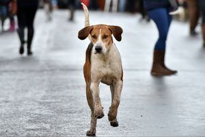 Perrita murió abrazada a su dueño por el ruido de la pólvora