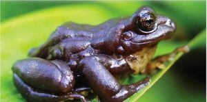 Las características de la rana más grande hallada en Ecuador