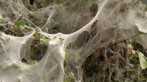 ¡Espeluznante! 100 arañas venenosas salen de un saco de huevos