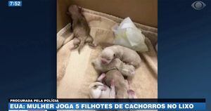 Vídeo: Mulher joga cinco filhotes de cachorro no lixo