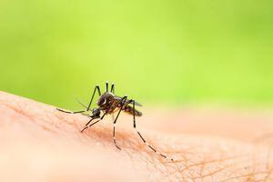 La trampa más efectiva para atrapar al mosquito transmisor del Zika