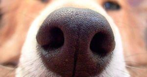 5 aromas que os cães odeiam
