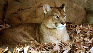 Mãe "luta” bravamente com um Puma para salvar seu filho de 5 anos