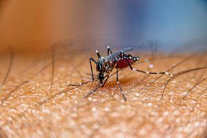 Picadura del Aedes aegypti hembra puede llegar a ser mortal