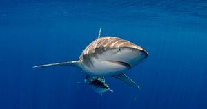 Tubarão bebê com ‘rosto humano’ apavora pescadores