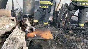 Video: Perrito llora desconsolado al ver que un incendio consumió su hogar