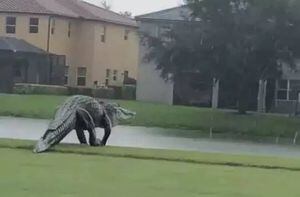 "Después de la tormenta viene la calma"... ¿La calma? Un cocodrilo gigante